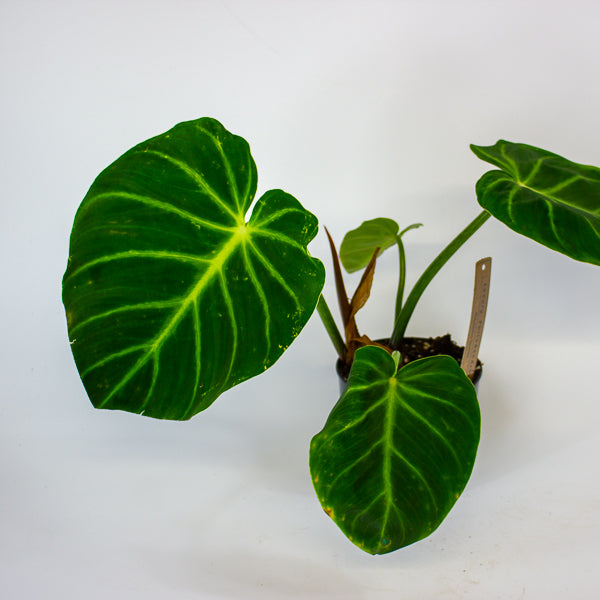 Philodendron luxurians 14cm H25cm