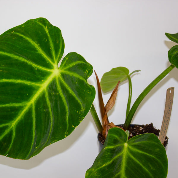 Philodendron luxurians 14cm H25cm