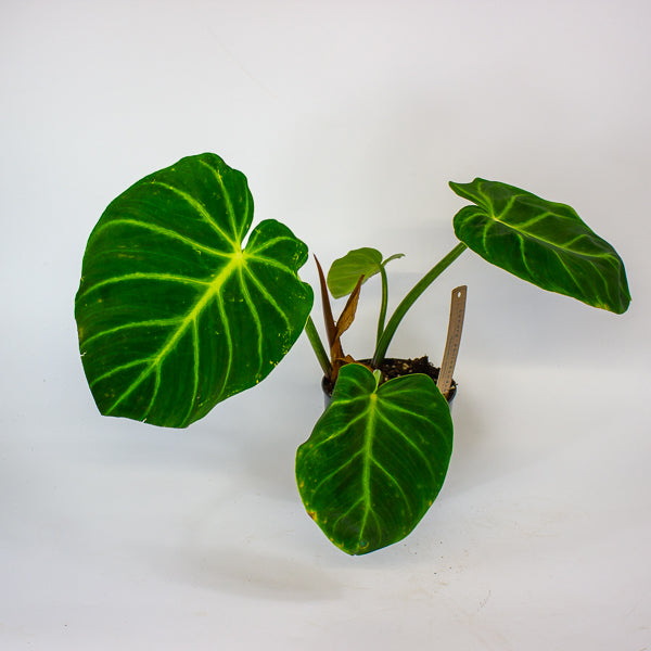 Philodendron luxurians 14cm H25cm