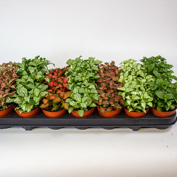 Fittonia mixed 8.5cm H12cm