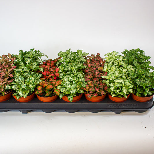 Fittonia mixed 8.5cm H12cm