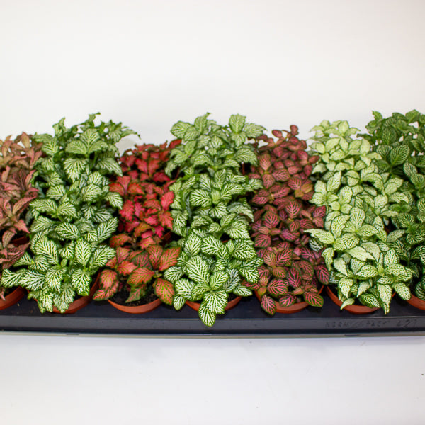 Fittonia mixed 8.5cm H12cm