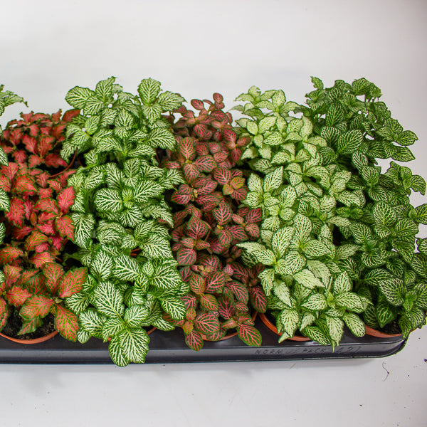 Fittonia mixed 8.5cm H12cm