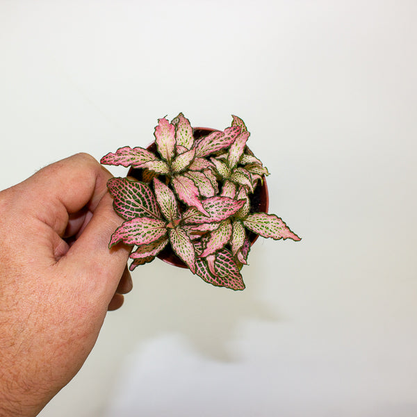 Fittonia mixed 8.5cm H12cm