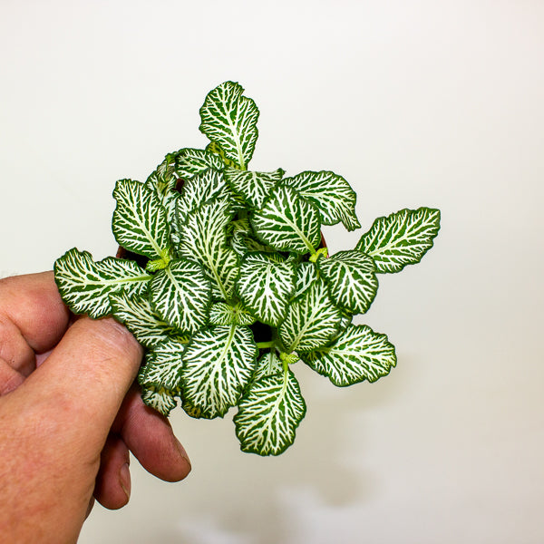 Fittonia mixed 8.5cm H12cm