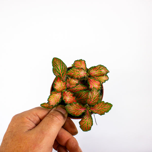 Fittonia mixed 8.5cm H12cm