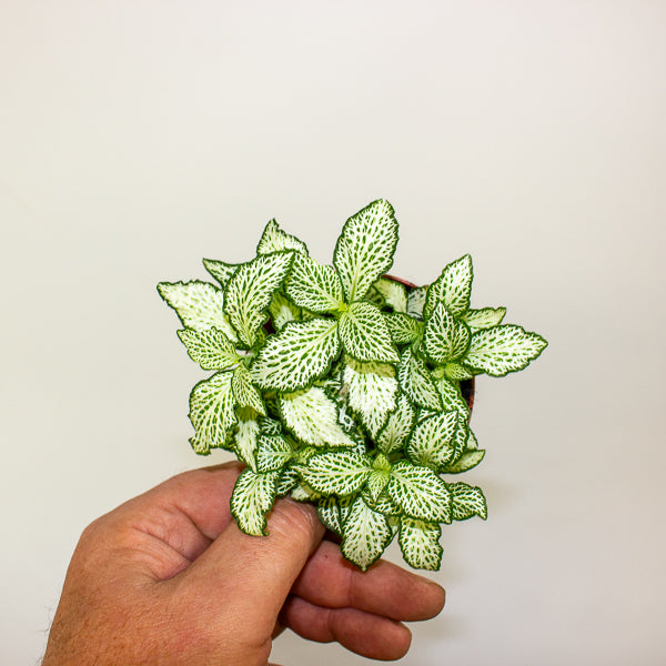 Fittonia mixed 8.5cm H12cm