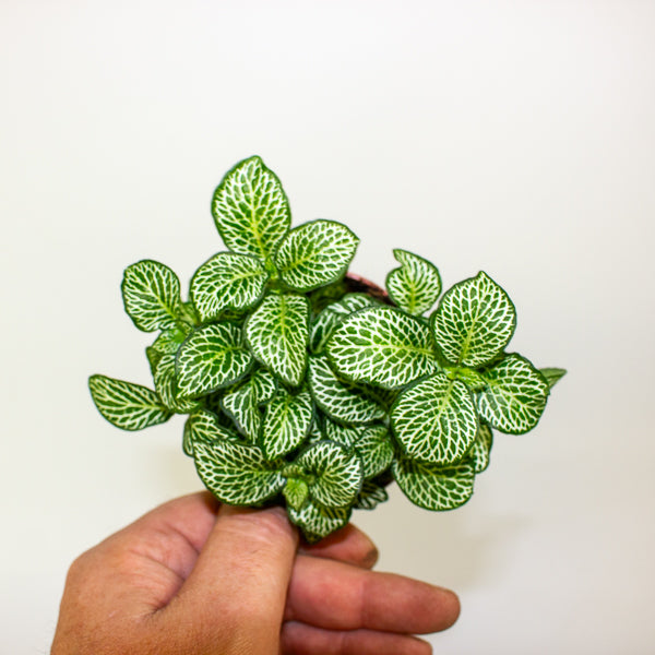 Fittonia mixed 8.5cm H12cm
