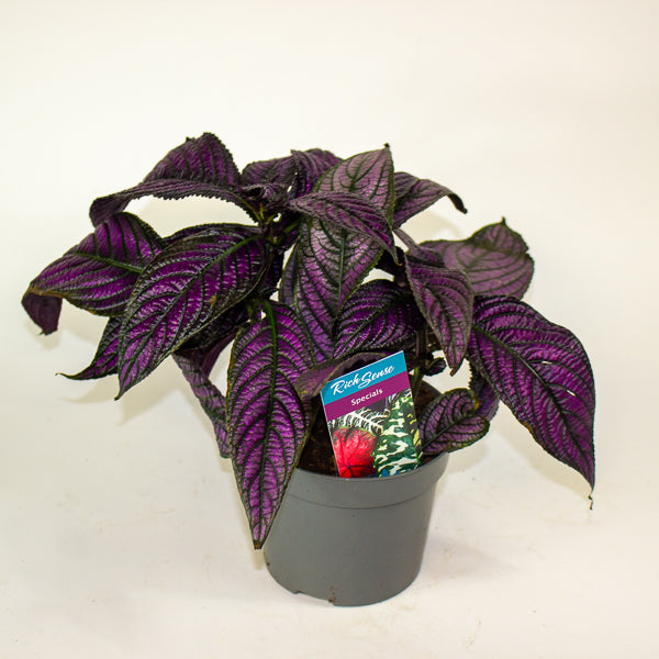 Strobilanthes  13cm H20cm