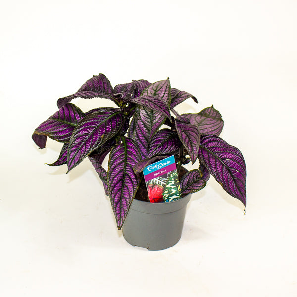 Strobilanthes  13cm H20cm