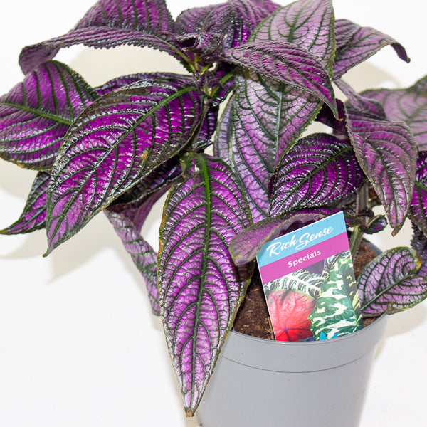 Strobilanthes  13cm H20cm