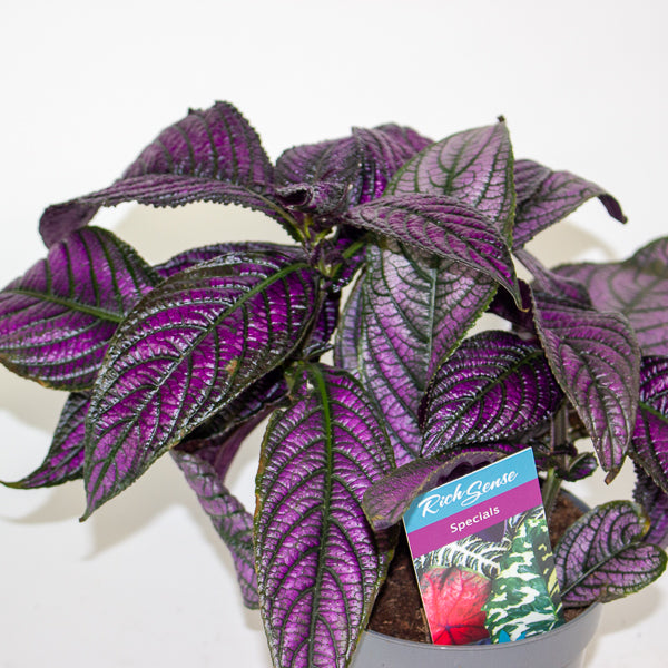 Strobilanthes  13cm H20cm
