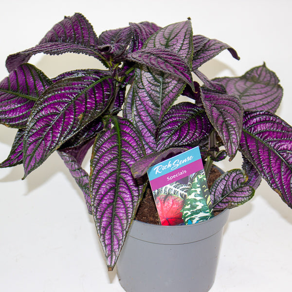 Strobilanthes  13cm H20cm