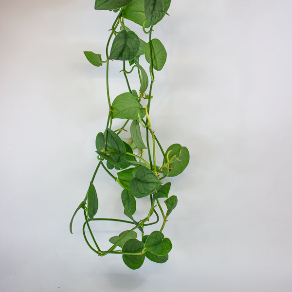 Scindapsus Silver Splash 15cm H30cm