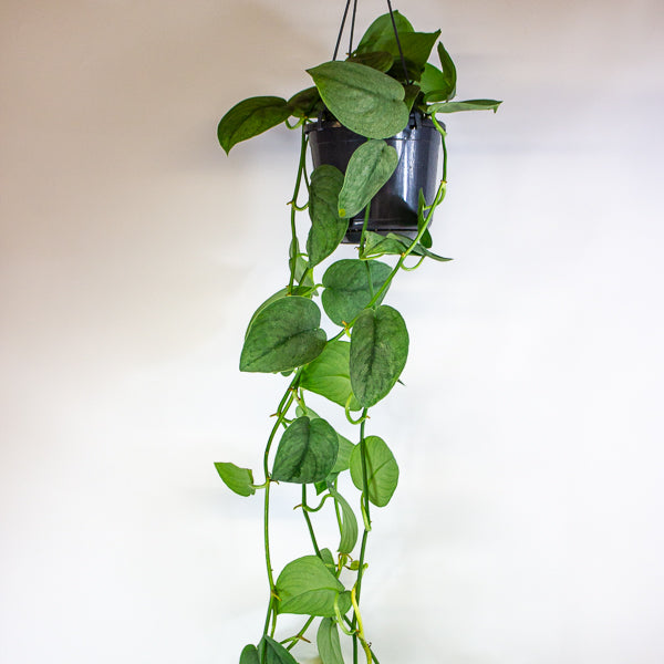 Scindapsus Silver Splash 15cm H30cm