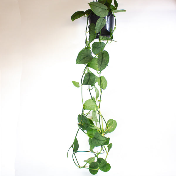 Scindapsus Silver Splash 15cm H30cm