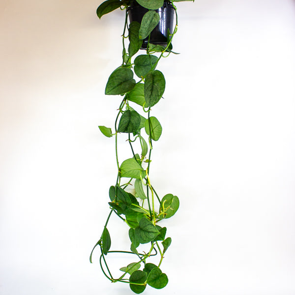 Scindapsus Silver Splash 15cm H30cm