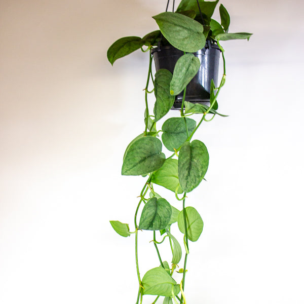 Scindapsus Silver Splash 15cm H30cm