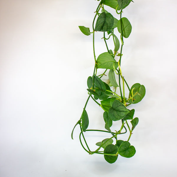 Scindapsus Silver Splash 15cm H30cm