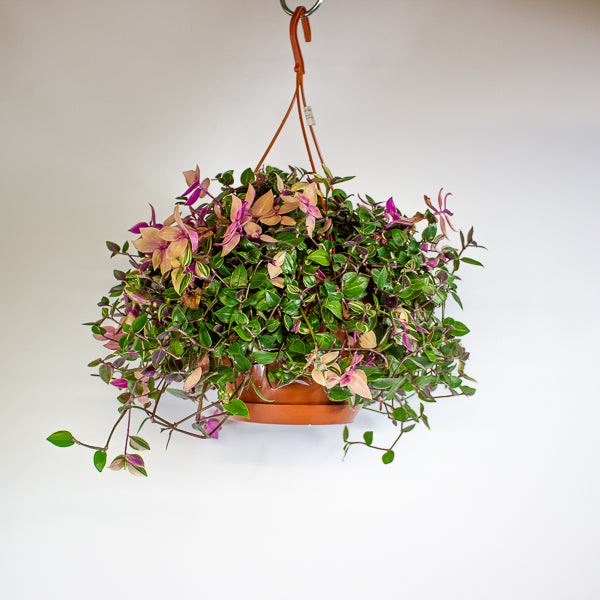 Tradescantia fluminensis 'Quadricolor'  20cm H35cm