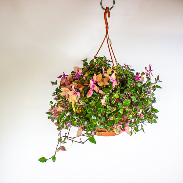 Tradescantia fluminensis 'Quadricolor'  20cm H35cm