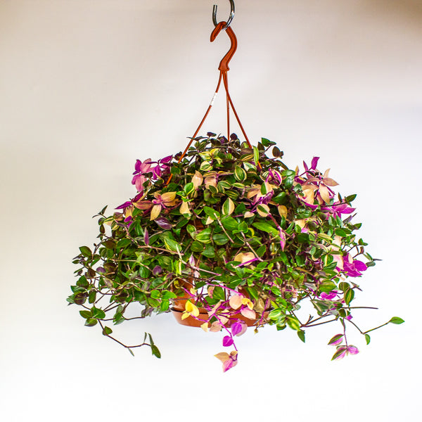 Tradescantia fluminensis 'Quadricolor'  20cm H35cm