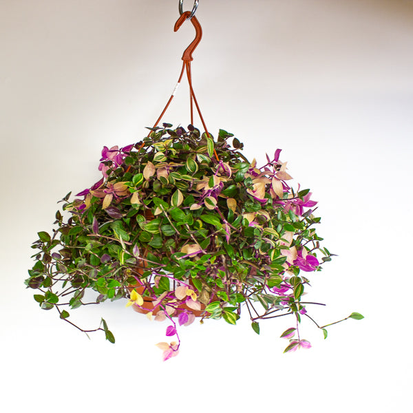 Tradescantia fluminensis 'Quadricolor'  20cm H35cm