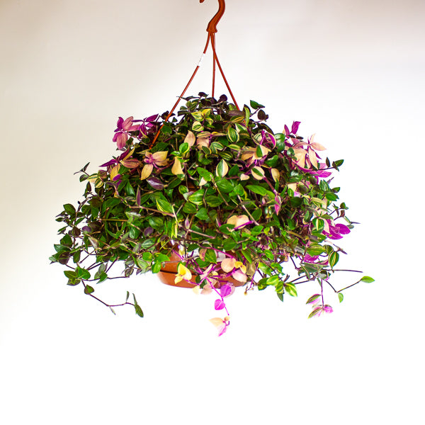Tradescantia fluminensis 'Quadricolor'  20cm H35cm