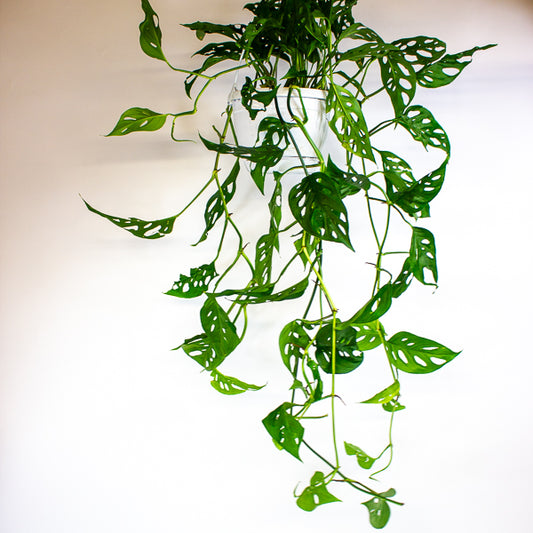 Monstera obliqua (Leichtlinii) 17cm H50cm