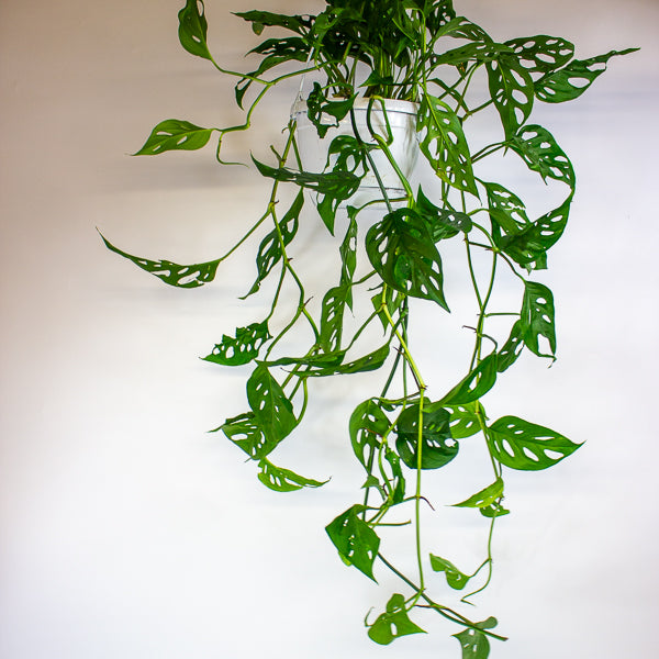 Monstera obliqua (Leichtlinii) 17cm H50cm