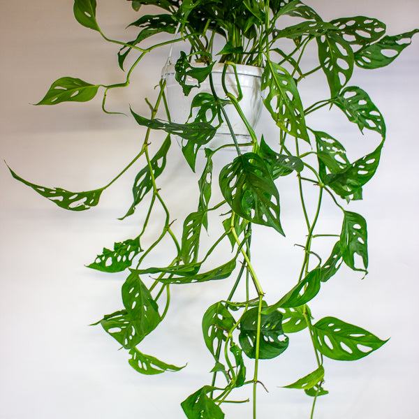 Monstera obliqua (Leichtlinii) 17cm H50cm