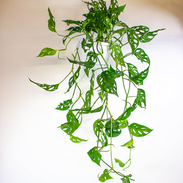 Monstera obliqua (Leichtlinii) 17cm H50cm