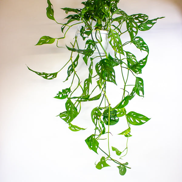 Monstera obliqua (Leichtlinii) 17cm H50cm