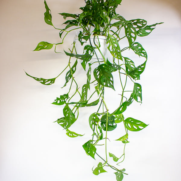 Monstera obliqua (Leichtlinii) 17cm H50cm