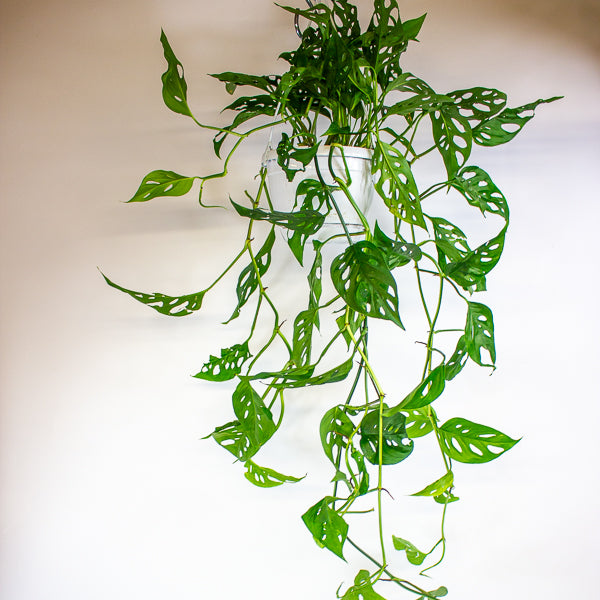 Monstera obliqua (Leichtlinii) 17cm H50cm