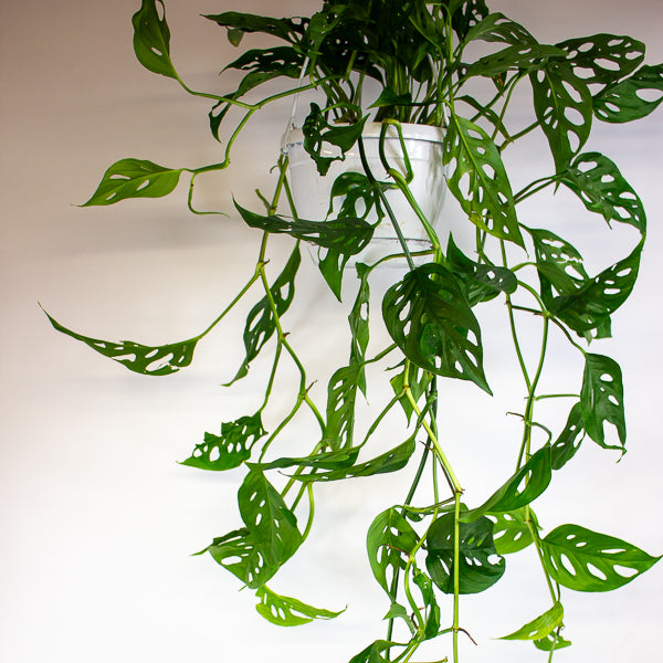 Monstera obliqua (Leichtlinii) 17cm H50cm