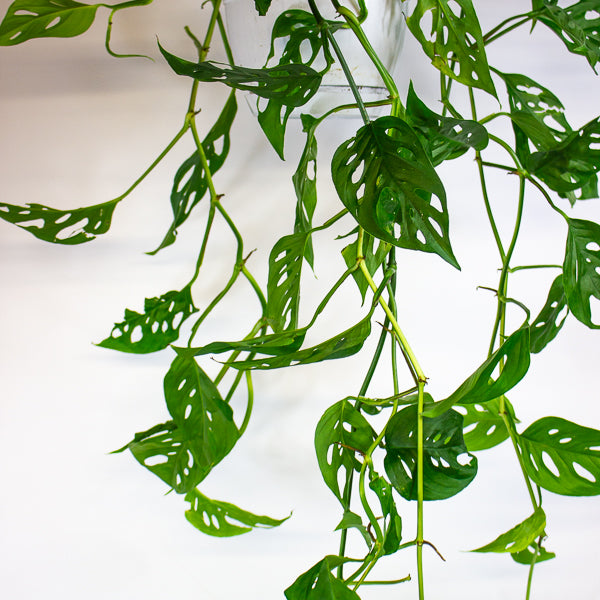 Monstera obliqua (Leichtlinii) 17cm H50cm