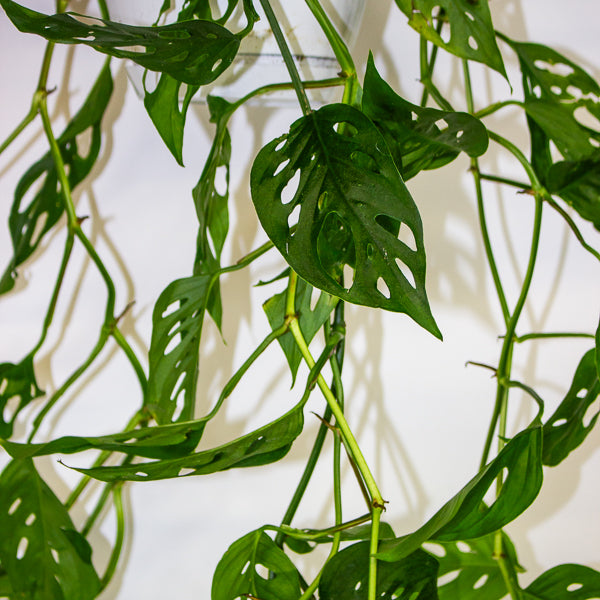 Monstera obliqua (Leichtlinii) 17cm H50cm