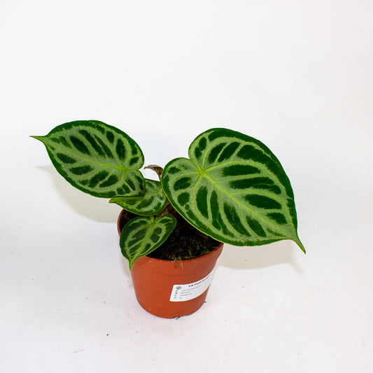Anthurium Silver Blush 12cm H25cm