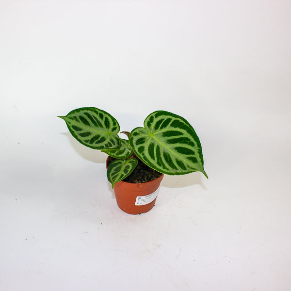 Anthurium Silver Blush 12cm H25cm