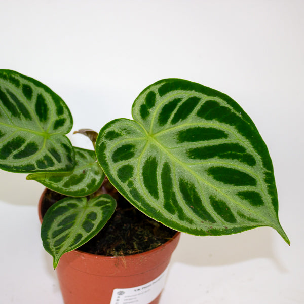 Anthurium Silver Blush 12cm H25cm