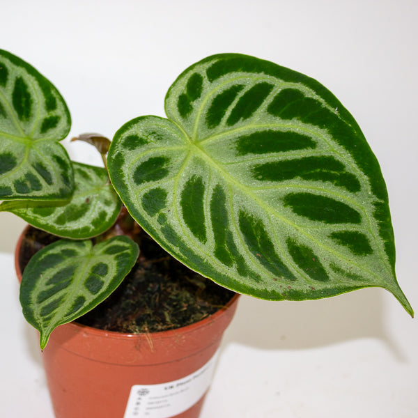 Anthurium Silver Blush 12cm H25cm