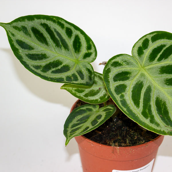 Anthurium Silver Blush 12cm H25cm