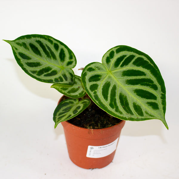 Anthurium Silver Blush 12cm H25cm