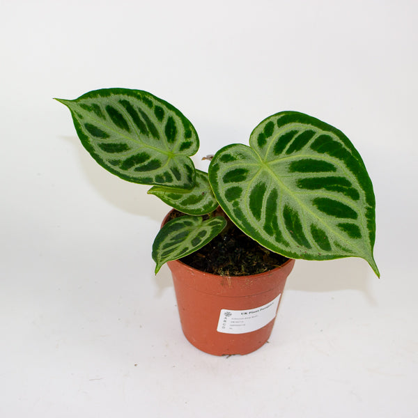 Anthurium Silver Blush 12cm H25cm