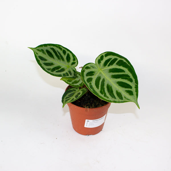 Anthurium Silver Blush 12cm H25cm