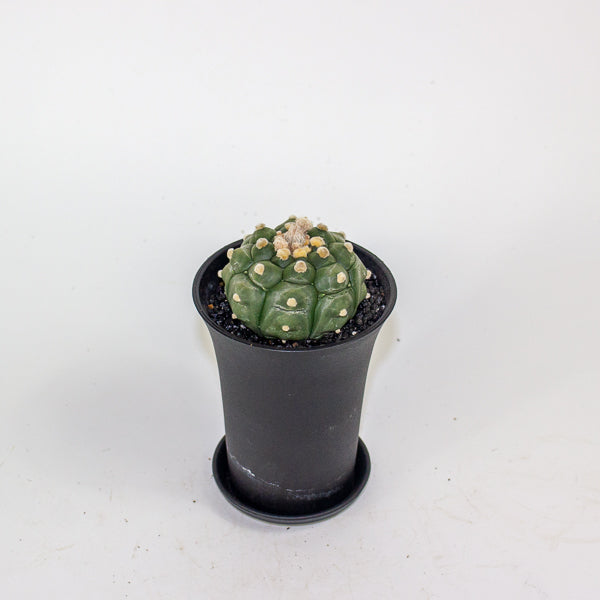 Astrophytum Asterias Kikko Lizard Skin XL 10cm H16cm