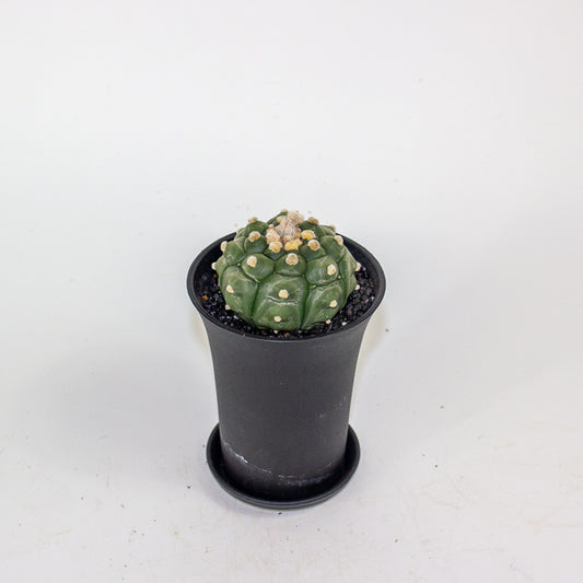 Astrophytum Asterias Kikko Lizard Skin XL 10cm H16cm