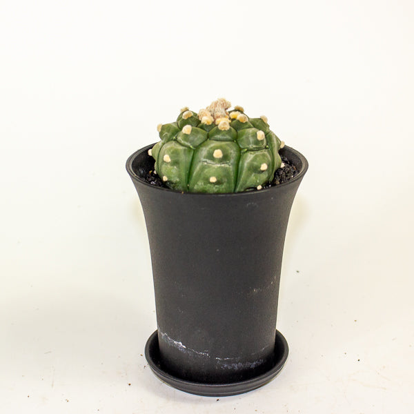 Astrophytum Asterias Kikko Lizard Skin XL 10cm H16cm