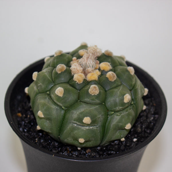 Astrophytum Asterias Kikko Lizard Skin XL 10cm H16cm